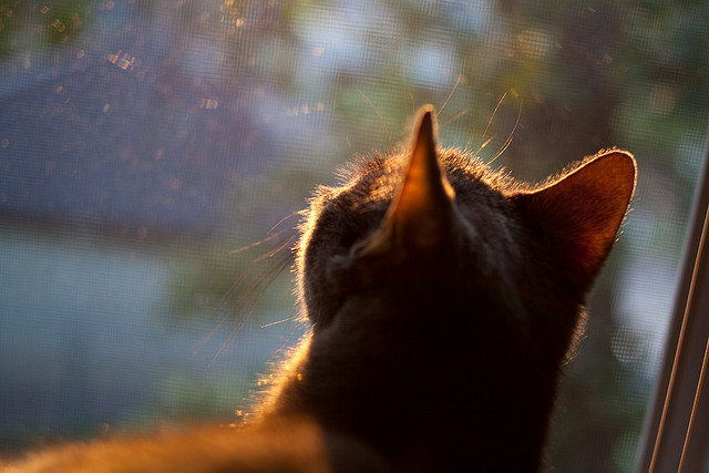 _未来之星：青少年比赛展现新一代潜力_，未来之星参赛宣言