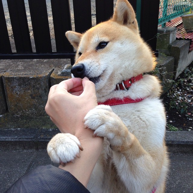 【尘埃落定】本季最佳战绩球队名单公布