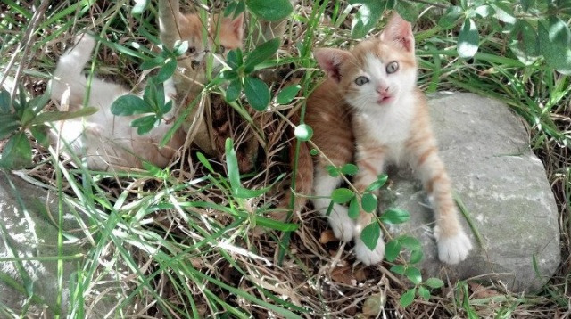 冬奥足球黑马？伊朗连胜三场稳居小组第一，伊朗国奥队