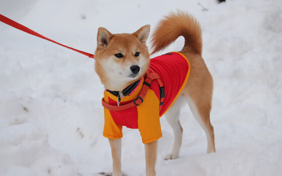 布鲁诺·卡博克洛在NBA夏季联赛中展现领导力，nba布鲁诺卡波洛克
