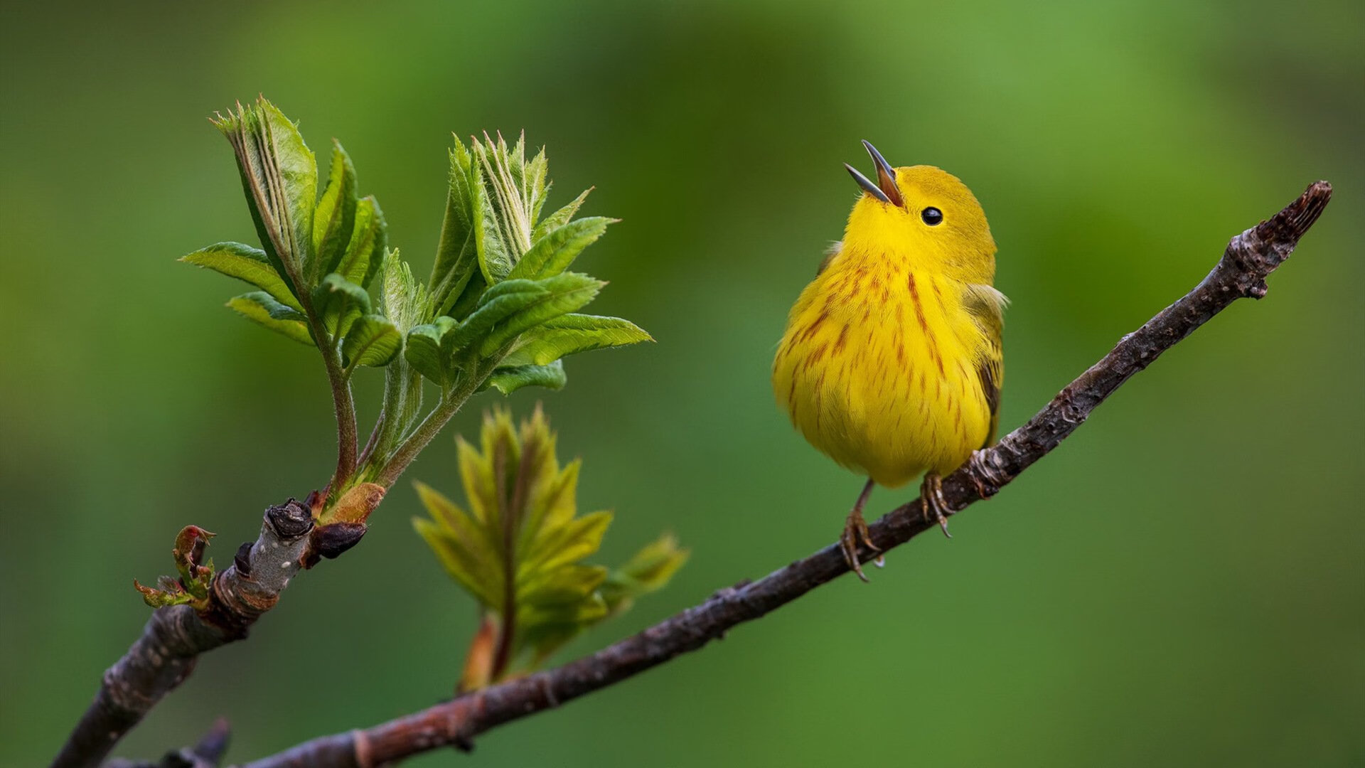 库里:九次三分赛事破纪录,你知道都有哪些?,库里历届三分大赛成绩
