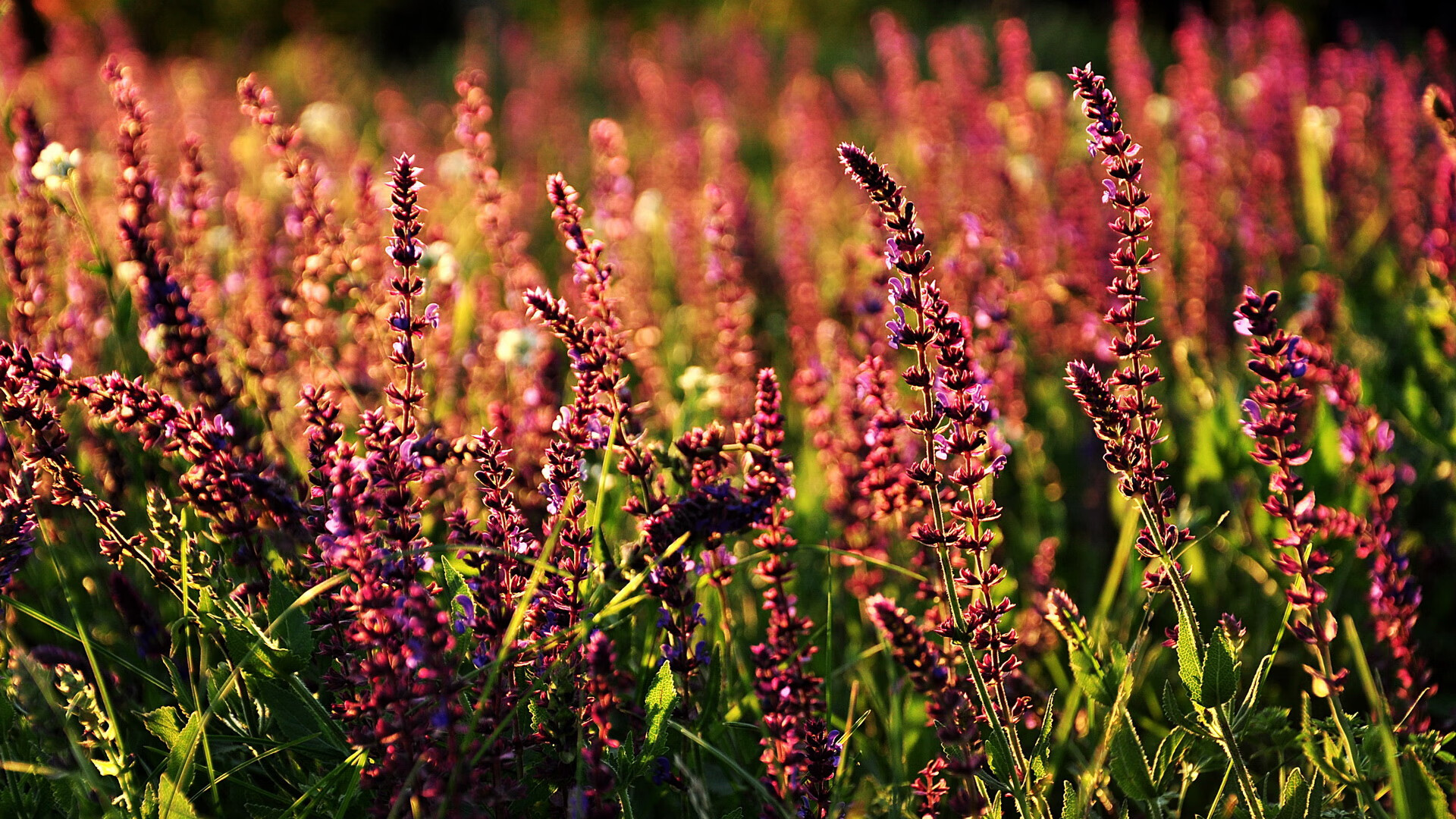 开云体育客户端-广场舞视频教学平台兴起，广场舞起步动作示范