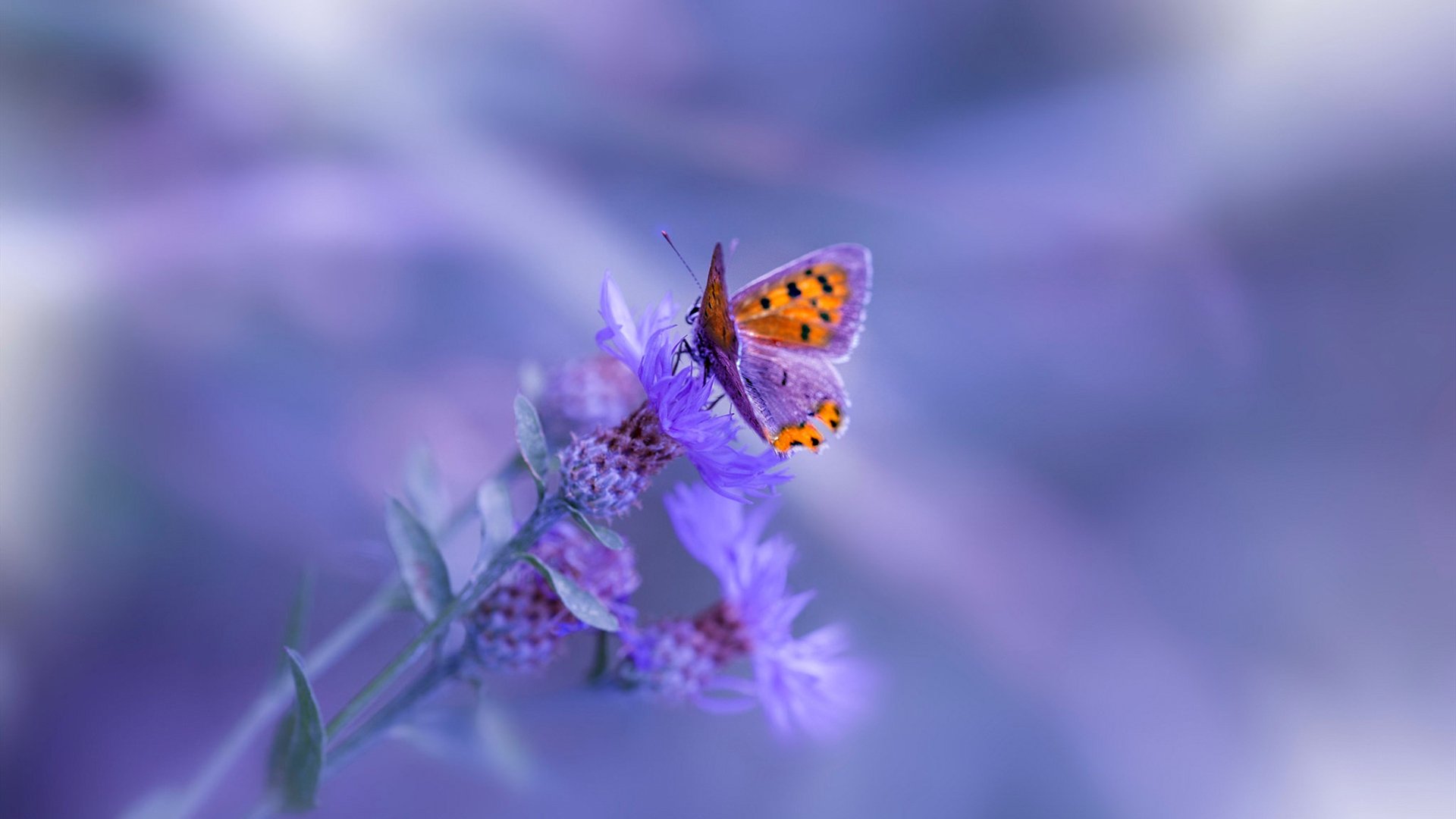 赛季回顾：本年度最震撼的比赛总结，各大赛区春季赛冠军