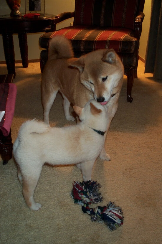 佩里西奇状态回暖，助攻多场比赛获胜，佩里西奇最新动态