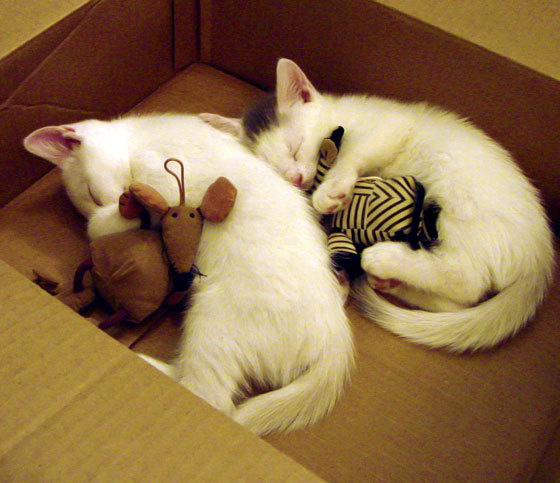 勒沃库森球员发挥抢眼,破门得分协助获胜,勒沃库森走出的球星