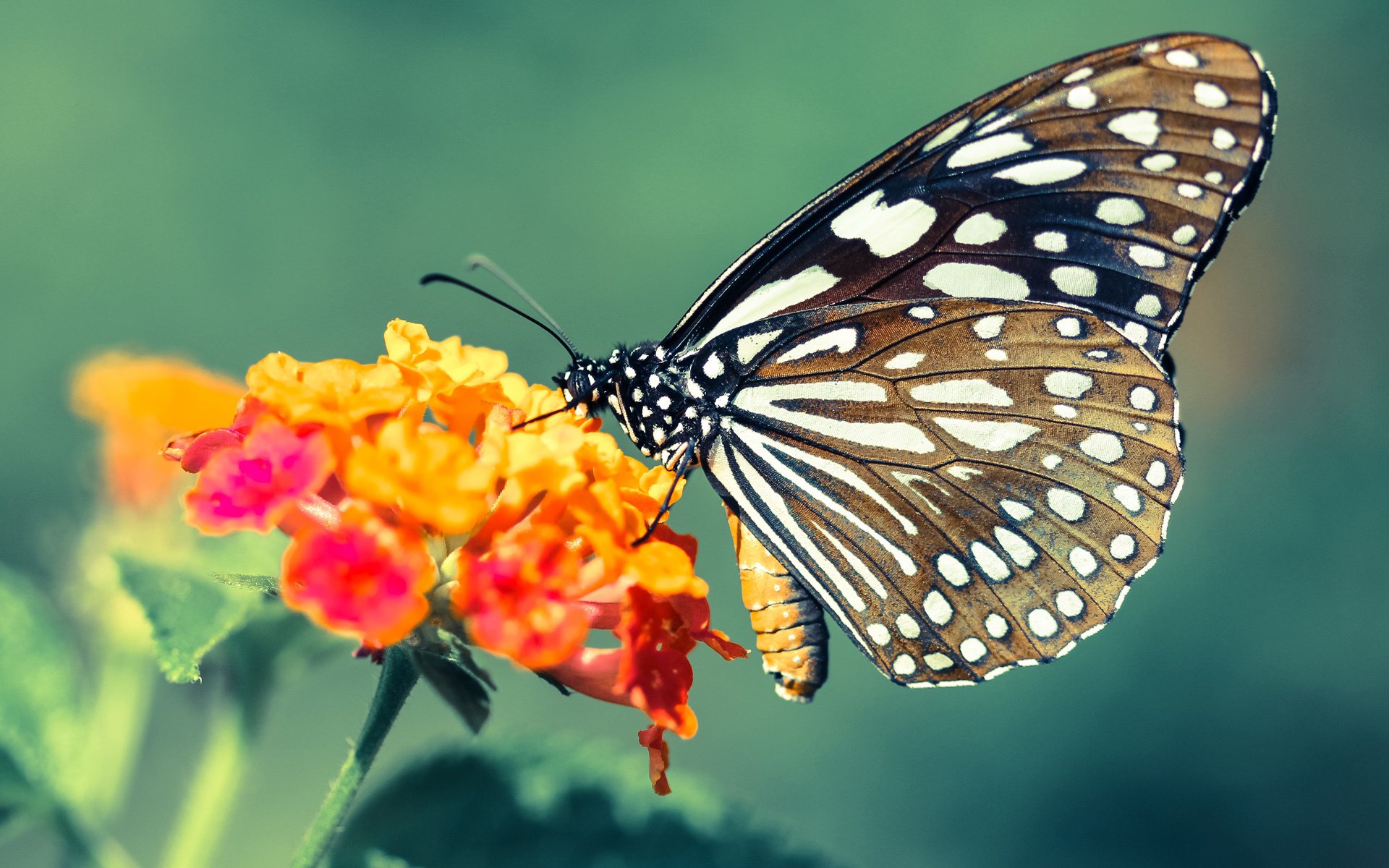 布莱顿客场大败，保级形势岌岌可危，布莱顿引援