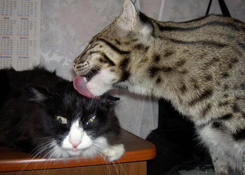 篮球运动员专项体能训练课程体系构建与实施策略,篮球专项体能的五个方面