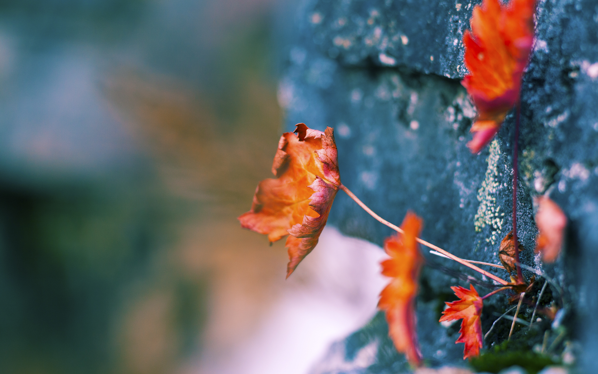 开云APP下载-CBA联盟发布新规 推动联赛健康发展，cba联盟规章制度