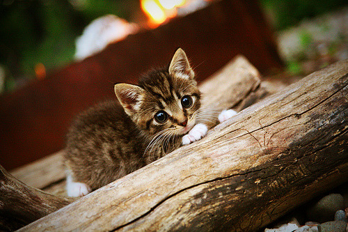 体育新闻中心开展体育短视频内容制作与运营培训,如何创新体育短视频